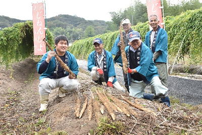 掘り出された自然薯